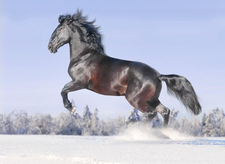 Fototapeta na wymiar kladrub wolnego konia w zimie