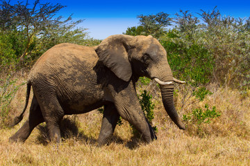 Fototapeta premium African Elephant