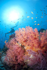 Fototapeta na wymiar Vibrant orange and pink soft coral with scuba diver silhouette i