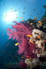 Fototapeta na wymiar Orange Anthias and vibrant pink soft coral.