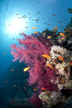 Orange Anthias And Vibrant Pink Soft Coral.