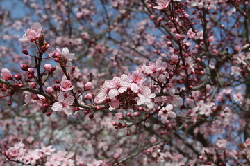 Cherry blossom