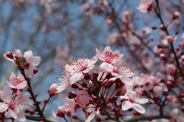 Cherry blossom