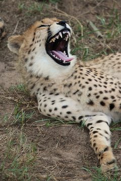 Cheetah Wild Cat Teeth