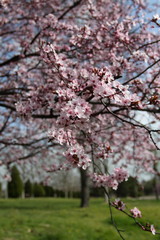 Cherry blossom