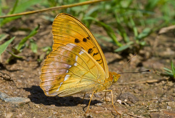 Butterfly (Brenthis) on ground 3