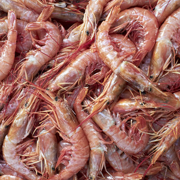 red shrimps closeup, natural background