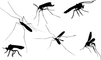 six mosquito silhouettes on white