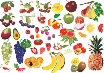 large collection of berries