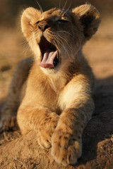 Obraz premium Lion Cub, South Africa