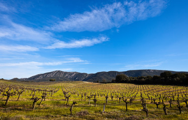 Vineyards in the foothills.