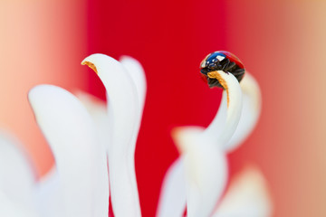 Coccinelle au printemps I