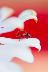 Foto op Canvas Lieveheersbeestje in de lente I © Thierry RYO