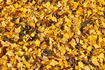 Yellow Linden Leaves on Ground in Autumn