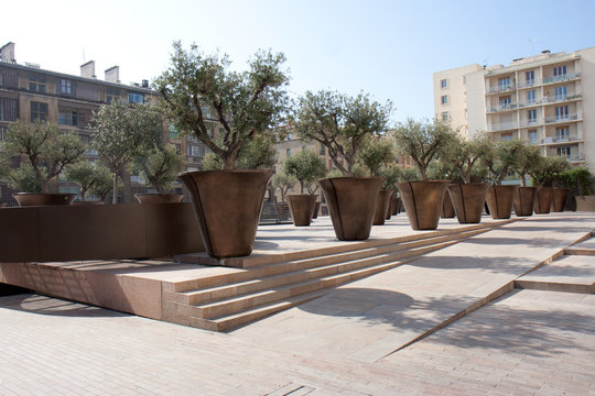 Oliviers de la place Villeneuve Bargemon &agrave; Marseille.