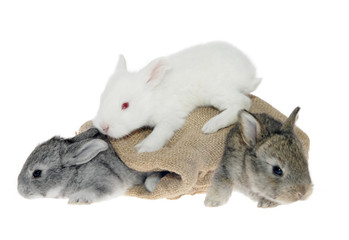 Obraz premium little rabbit in the bag