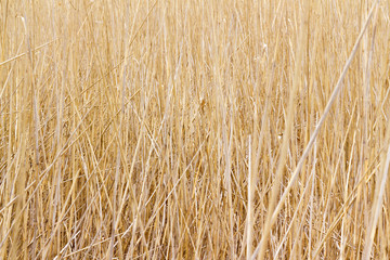 dry reed