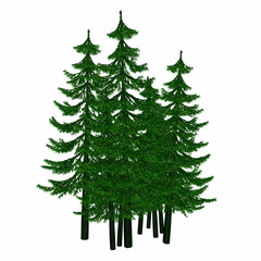 pine