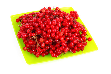 red berries of viburnum isolate on white