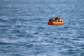 Seals  a buoy