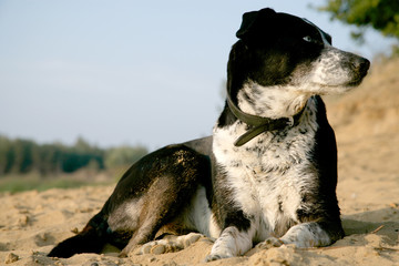 Hund liegt im Sand