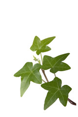 Ivy