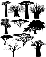 Various African trees and bushes - vector - obrazy, fototapety, plakaty