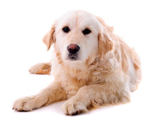 Obraz premium Golden retriever puppy isolated
