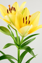 tige de lys