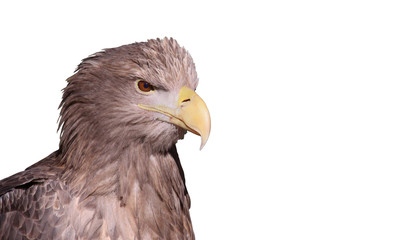 Portrait Seeadler (Haliaeetus albicilla), isoliert