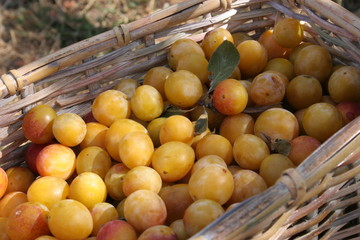mirabelles