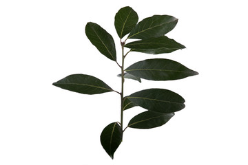 branch of bay laurel