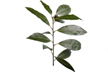 branch of bay laurel