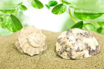 sea shells on the beach under green leaves