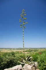 green tall plant at Girona landscape