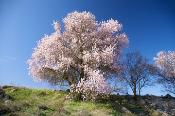 Naklejka premium pink tree