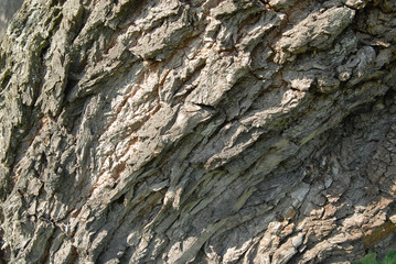 bark background