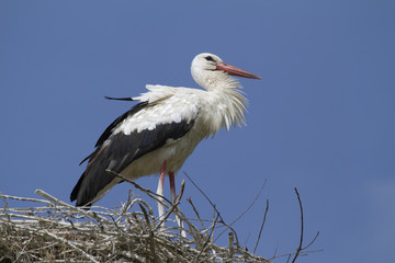 Weißstorch