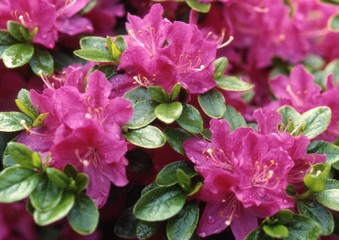 Rhododendron
