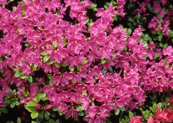 Fototapeta premium Rhododendron