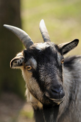 Portrait de chèvre naine