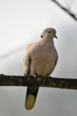 Tourterelle turque (Streptopelia decaocto)