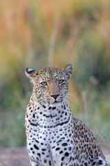 Portrait of african leopard in Mana Pools NP, Zimbabwe