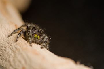 Spider