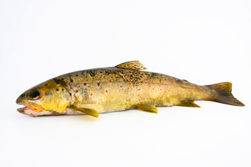 Brown trout  - salmo trutta
