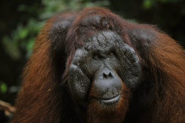 The adult male of the Orangutan.