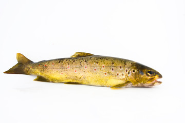Brown trout  - salmo trutta