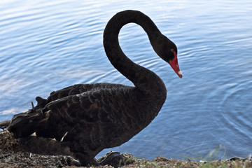 Black swan