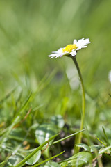 Fresh Spring daisy flower with low view and shallow depth of fie