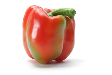Capsicum